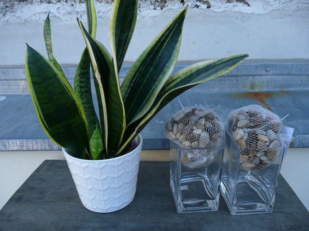 SnakePlant putting a snake plant in a vase Danielle Griffin Flickr