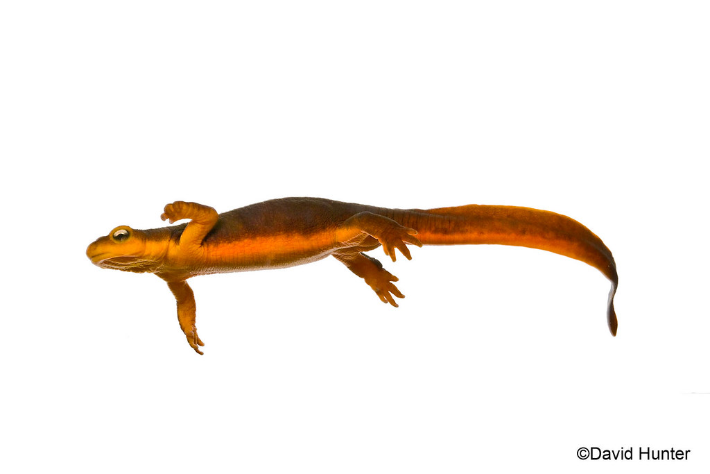 California Newt 2 Available as 8x10 reg. 40 SALE Price