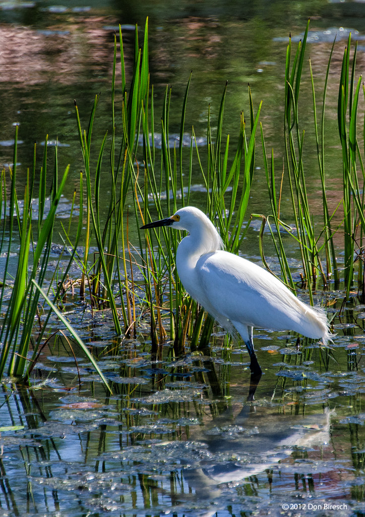waterfowlemerson point park, florida waterfowlemerson po… Flickr