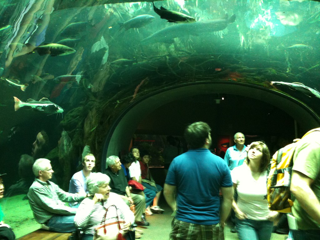 Aquarium Tunnel at CAS California Academy of Science Flickr