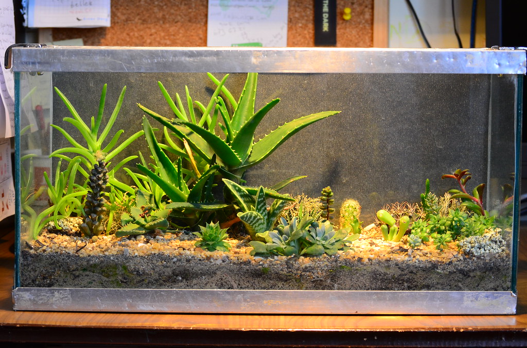 Succulent Terrarium.. nikon d7000 + 55200mm VR Flickr