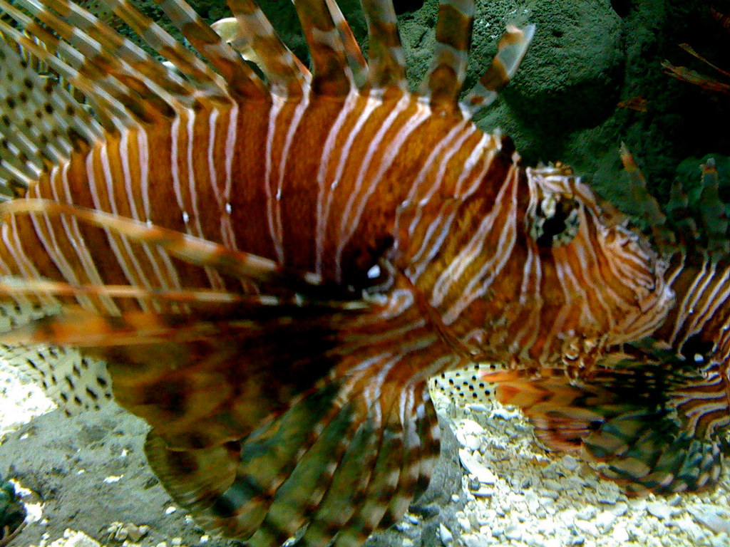 Aquarium 225 Baker St NW Atlanta, Ga Iphone 3G Flickr