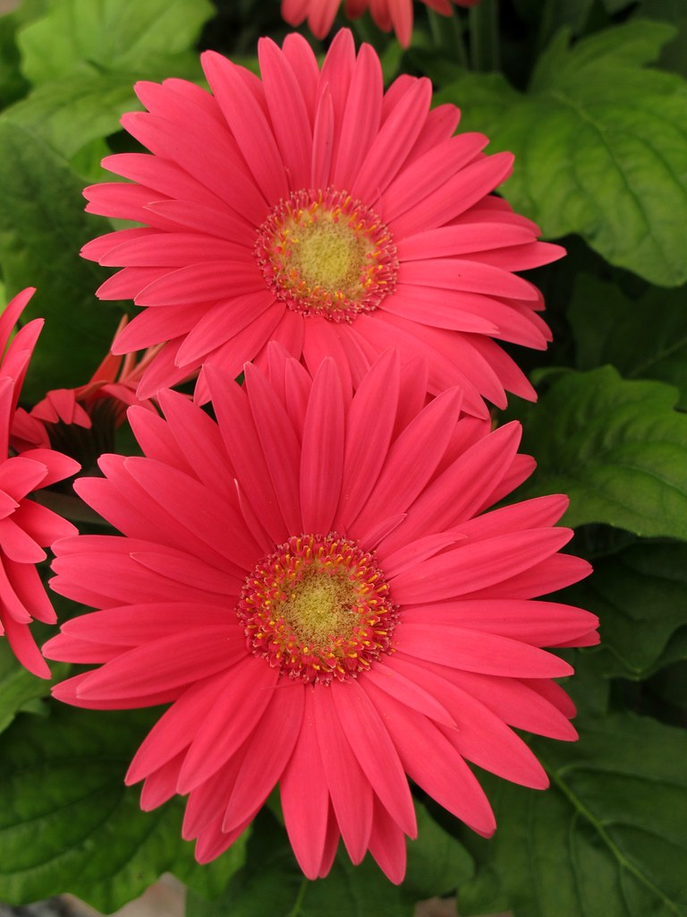 Gerbera Daisy, Maryland Flowers IMG_7510 Day trip from Ken… Flickr