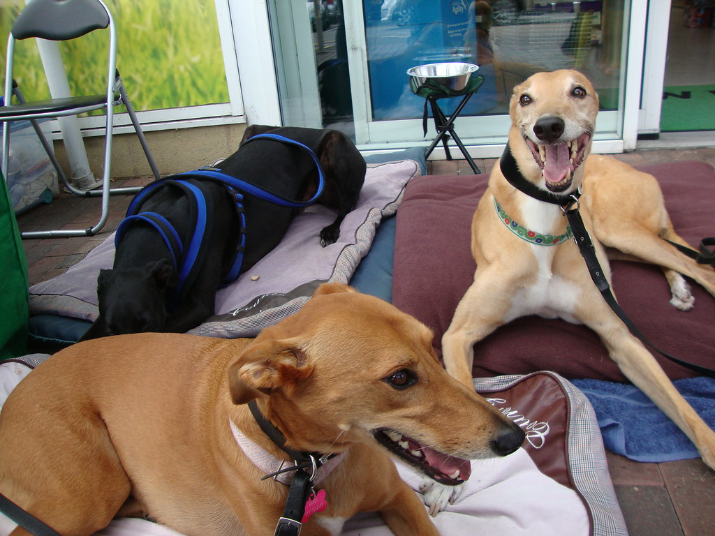 Pets at Home Perry Barr August 2015 Flickr