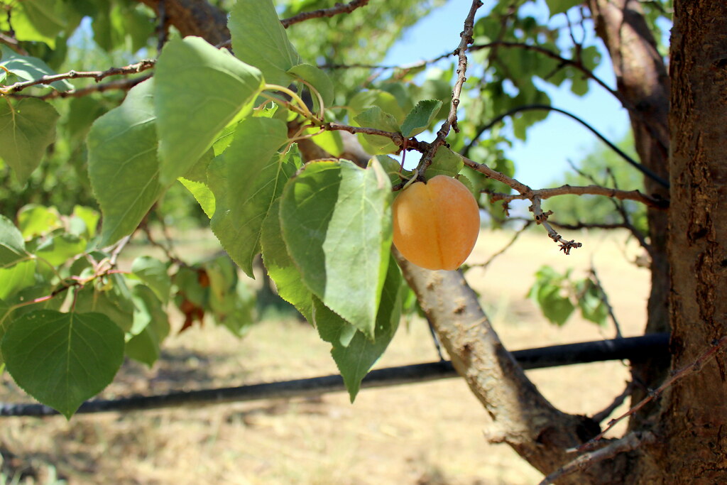 apricot Farm Fresh To You Flickr