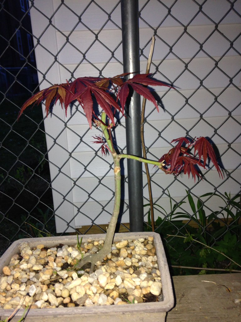 Japanese Red Maple bonsai progression series Flickr