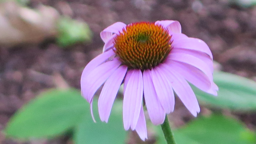 Lewis Ginter Legos Evening at Lewis Ginter with Legos, Mus… Flickr