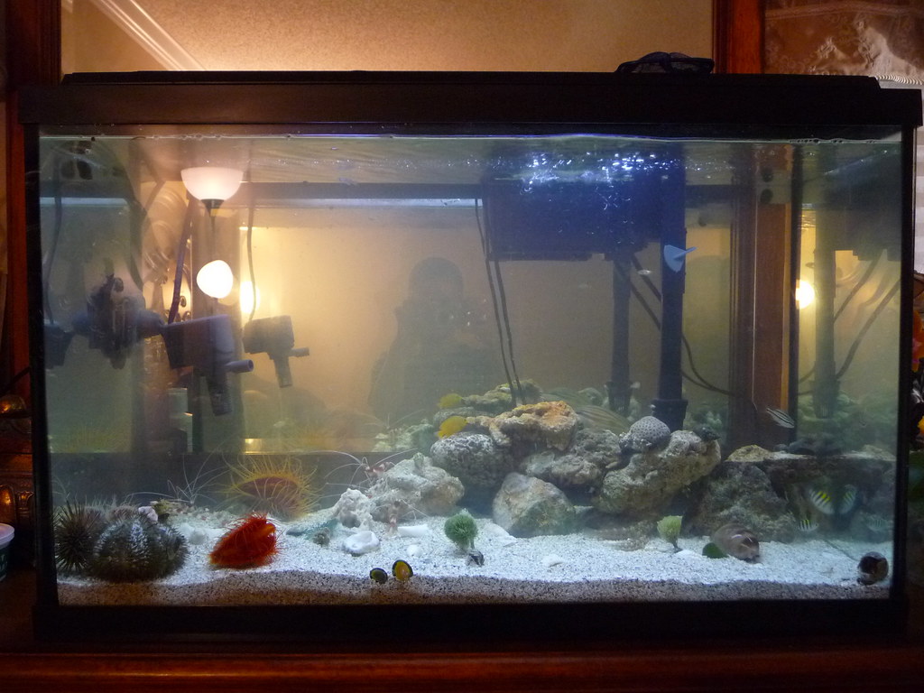 29 gallon saltwater fish tank Kyle Flickr