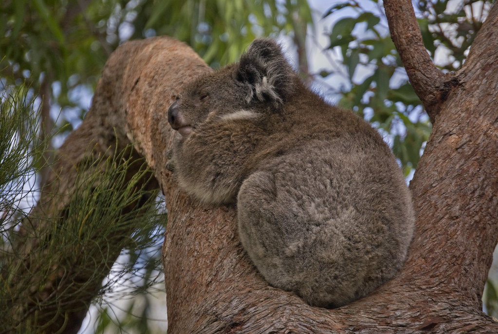 Sleepy Koala Koalas are mostly nocturnal and they sleep a … Flickr