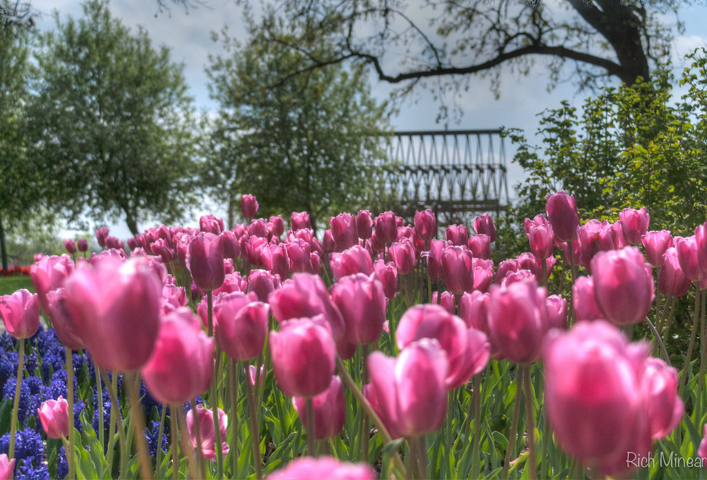Tulips 3 Pictures of tulips from Lake Shawnee in Topeka, K… Rich