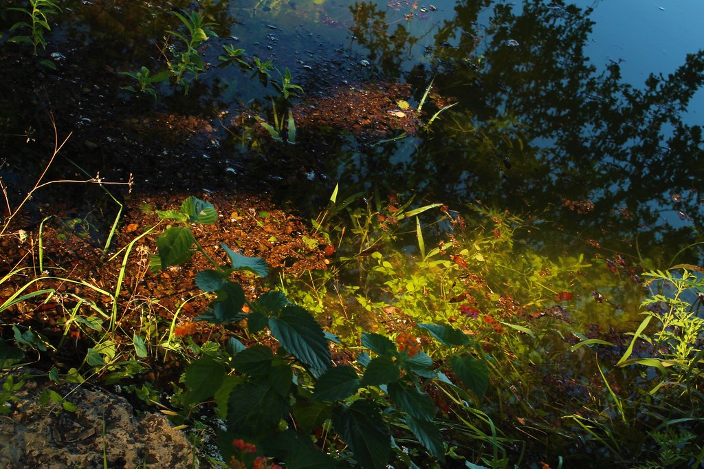 IMG_1358 (2) Jacinda Thomas Flickr