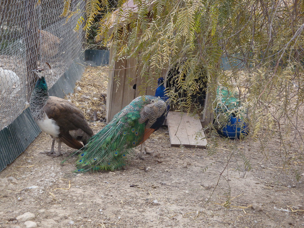 Restaurante en Tarragona Mas de Teret Mini Zoo NATURALEZ… Flickr