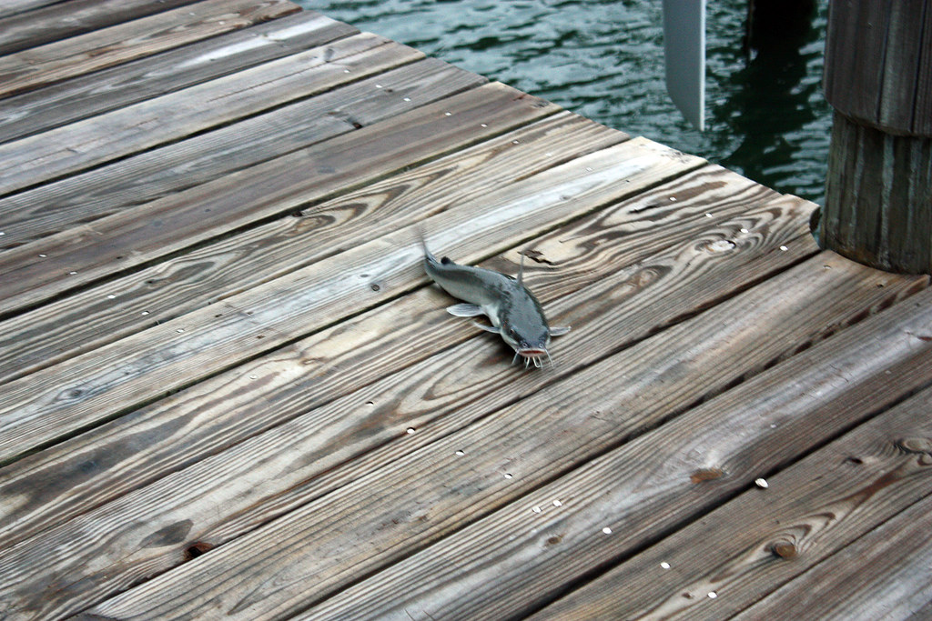 Saltwater Catfish! Feb 2,2012 North Palm Beach, FL Tinkers Moon