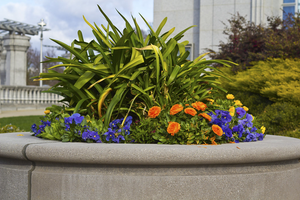 Sacramento Temple flowers Sacramento Temple Flowers Flickr