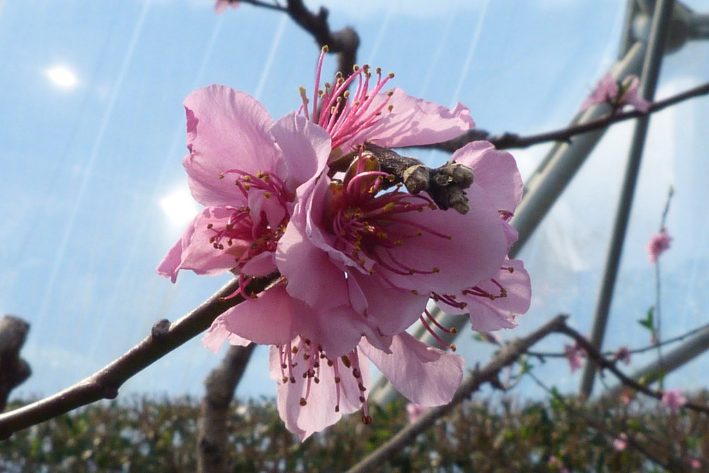 Prunus persica 'Stark Saturn' A donut peach rarian Flickr