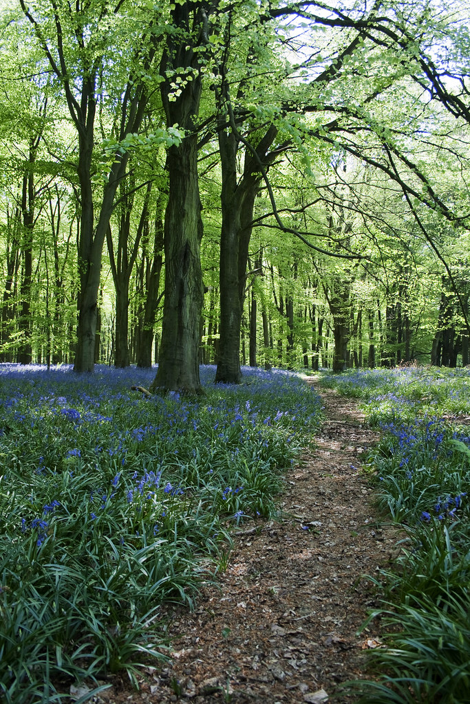 bluebell_path maps.google.co.uk/maps?q=51.142936,1.248515… Flickr
