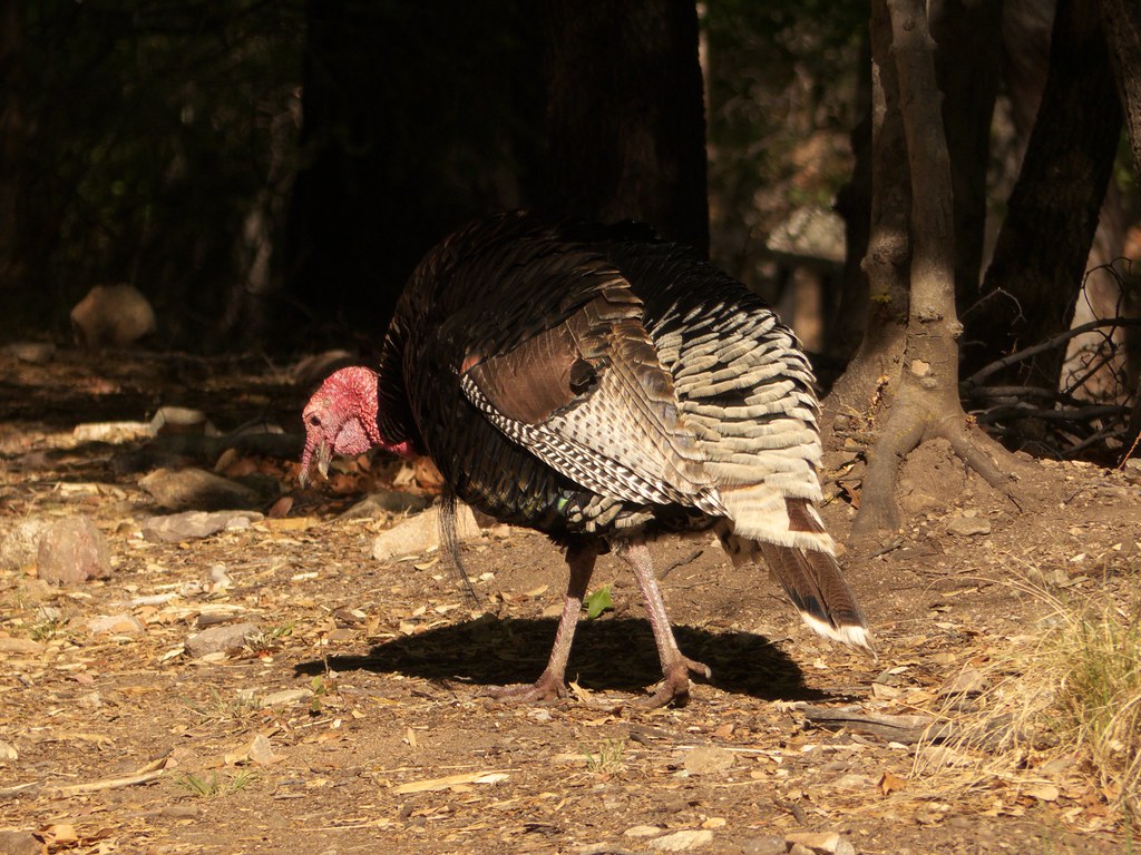 Gould's Wild Turkey Madera Canyon, AZ peterschneekloth Flickr