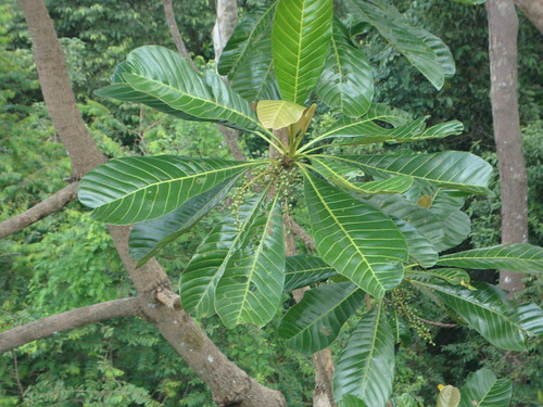 Terentang, Campnosperma auriculatum TTW Yeoh Yi Shuen