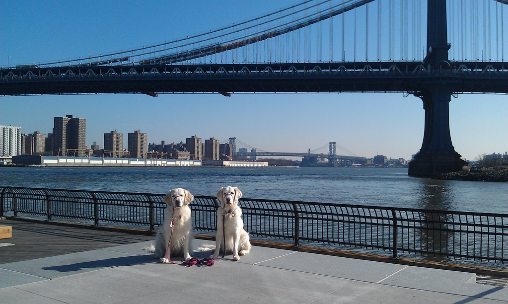 Daily East River Dogs 7 March 2012 Ed Costello Flickr
