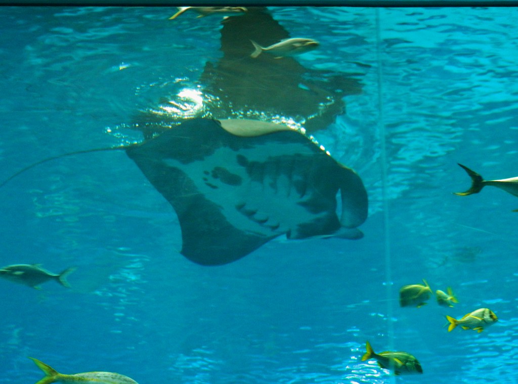 Manta Ray Aquarium Atlanta, 2/12/12 Julie G Flickr