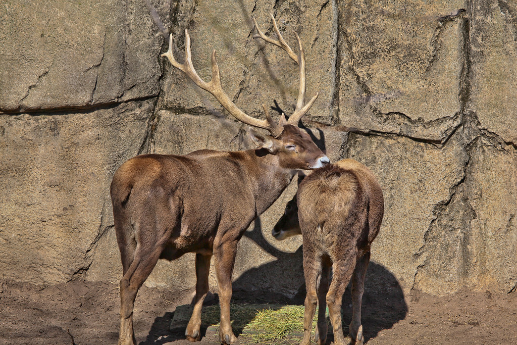 WhiteLipped Deer The male whitelipped deer displays his … Flickr