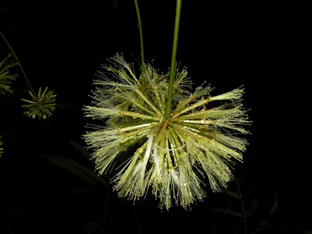 Cojoba sophorocarpa (Benth.) Britton & Rose Vascular Plant… Flickr