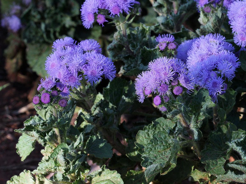 Ageratum houstonianum Ageratum houstonianum Mill ASTERACEA… Flickr