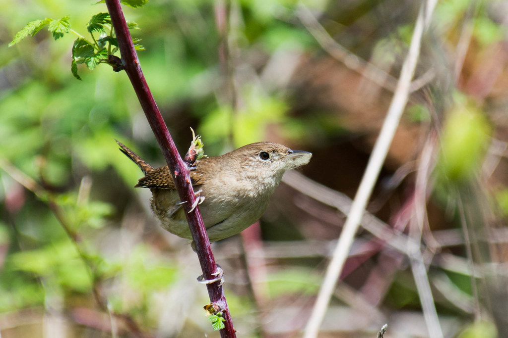 House Wren with nesting material (it was building a nest a… Flickr