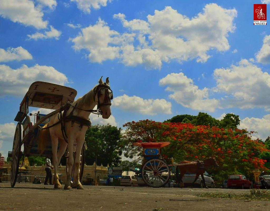 The royal Tonga ride in the royal city of Mysore Royal Mysore Walks