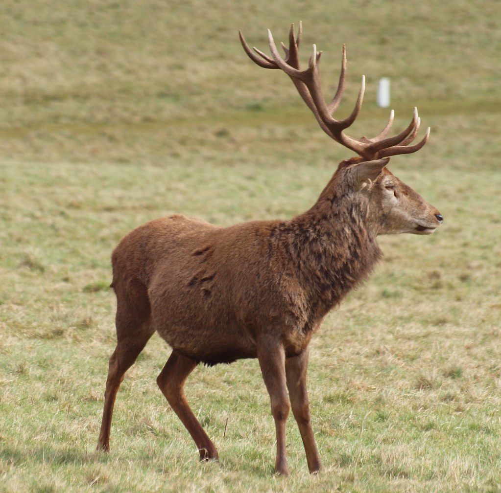 Long Ashton Stag Andy Flickr