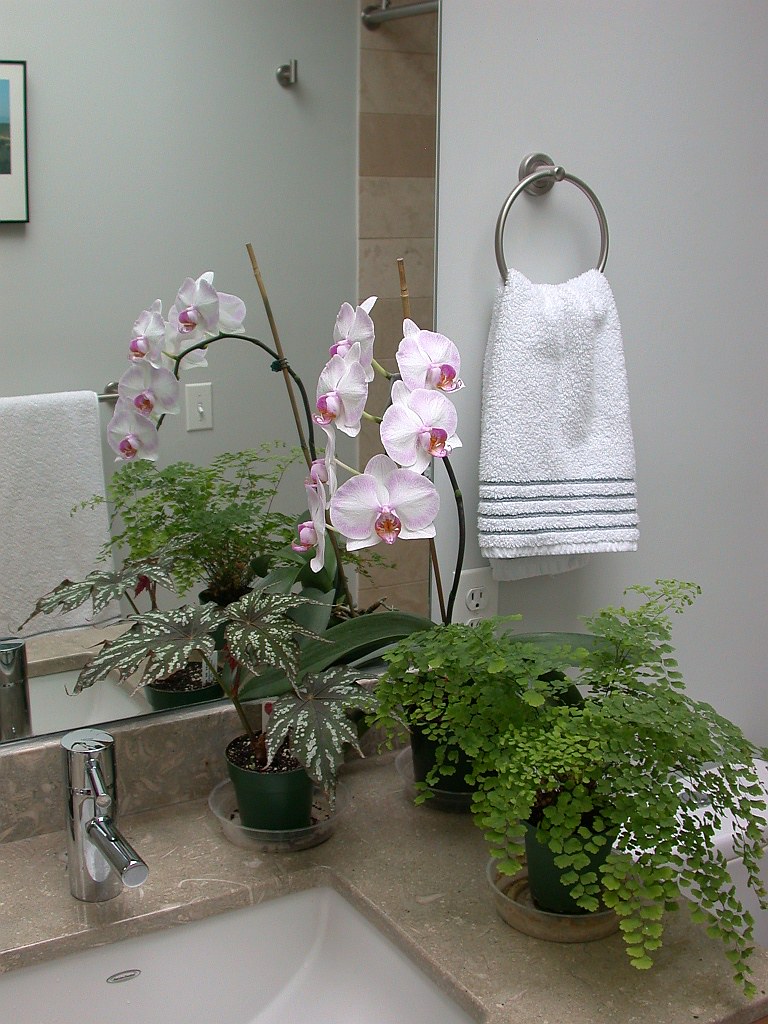 Bathroom plants Yes, I grow plants in the bathroom. John Boggan