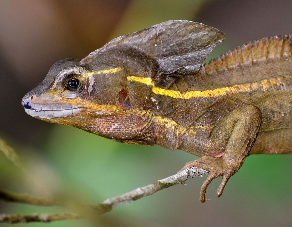 Jesus Christ Lizard (Yellow Striped) at Tortuguero, Costa … Flickr