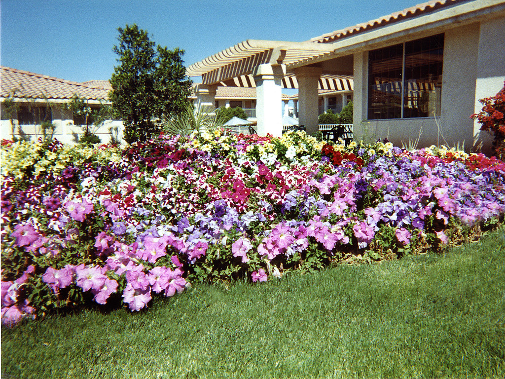 Calipatria Garden If not for the convenient lodging, come … Flickr