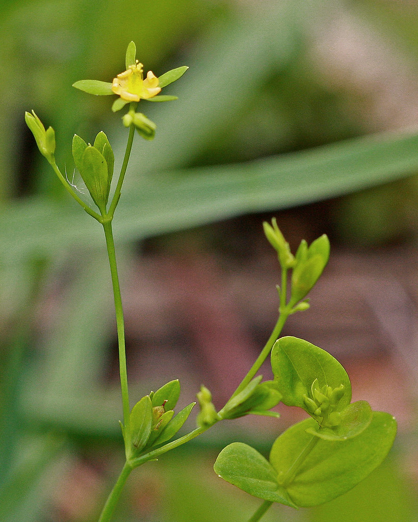 Dwarf St. John's Wort (Hypericum mutilum) Tosohatchee Wild… Flickr