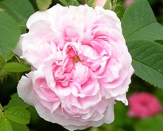 p1010021 old garden roses Jack Reilly Flickr