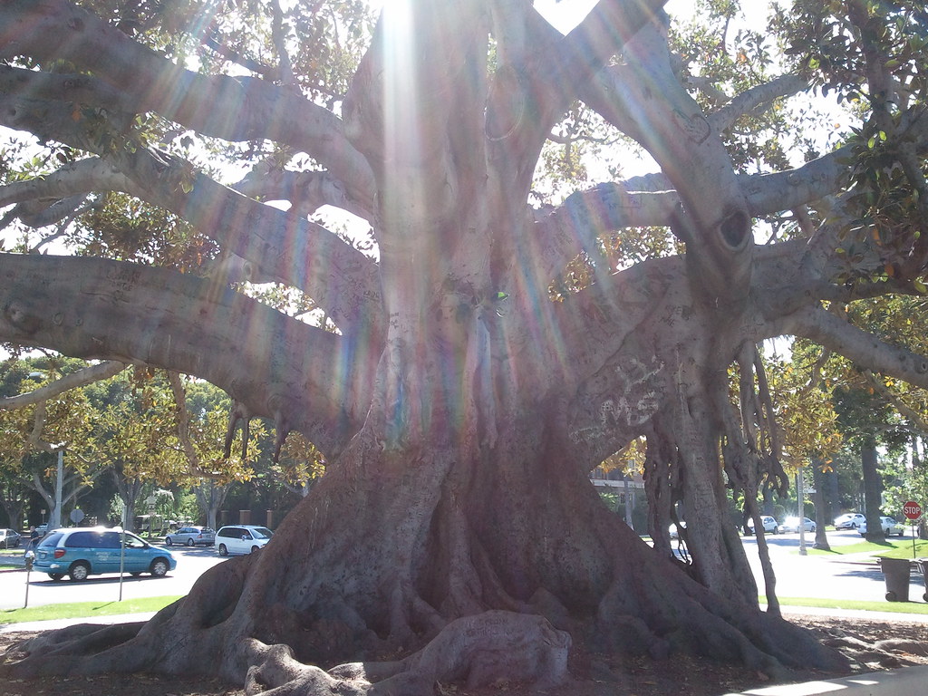 Beverly Hills Banyan tree Ray Minchew Flickr