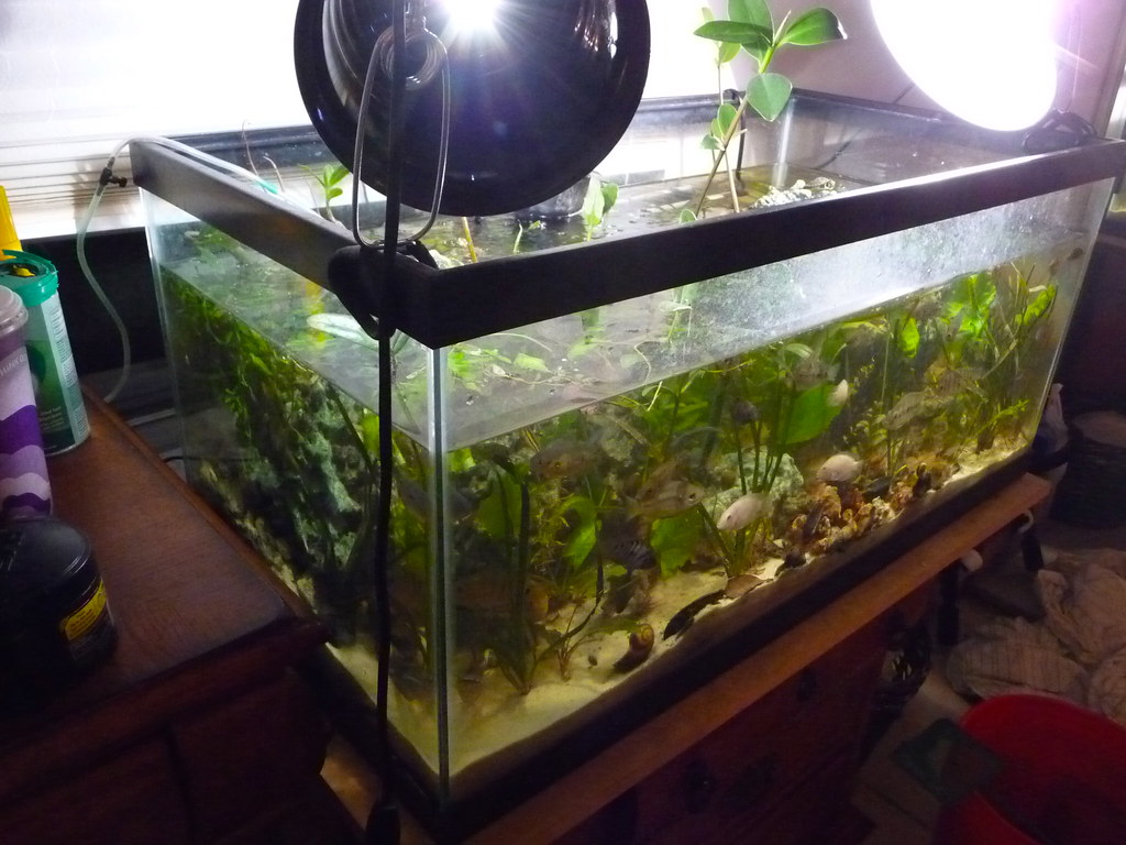 40 gallon freshwater fish tank Kyle Flickr