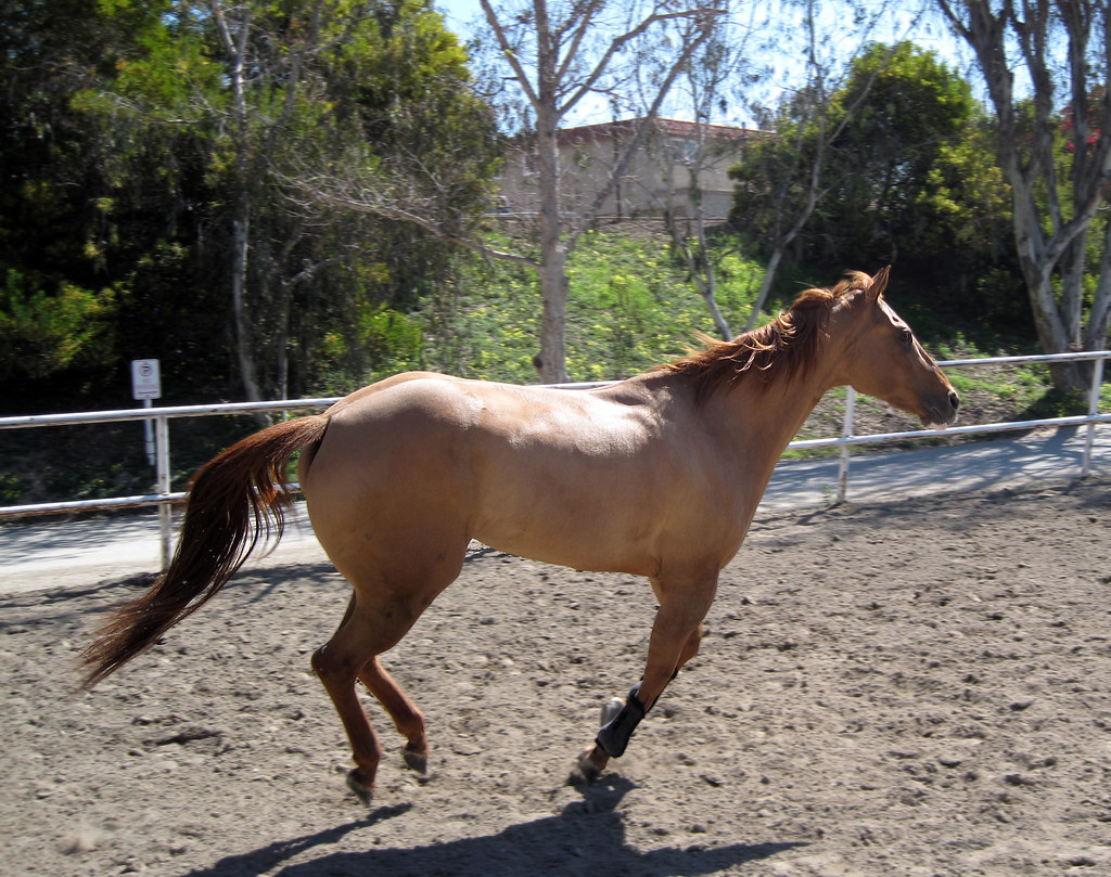 Horse & basketball Flickr