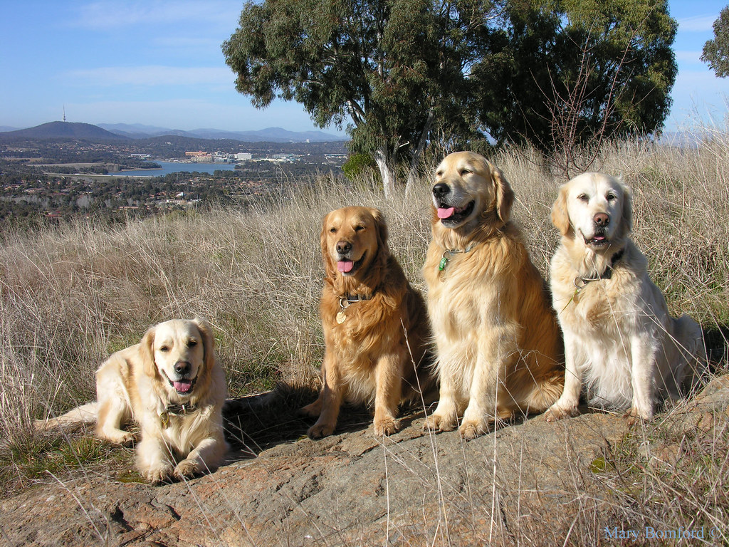 Golden retrievers on Mt Rogers DSCN4303 Golden retrievers … Flickr