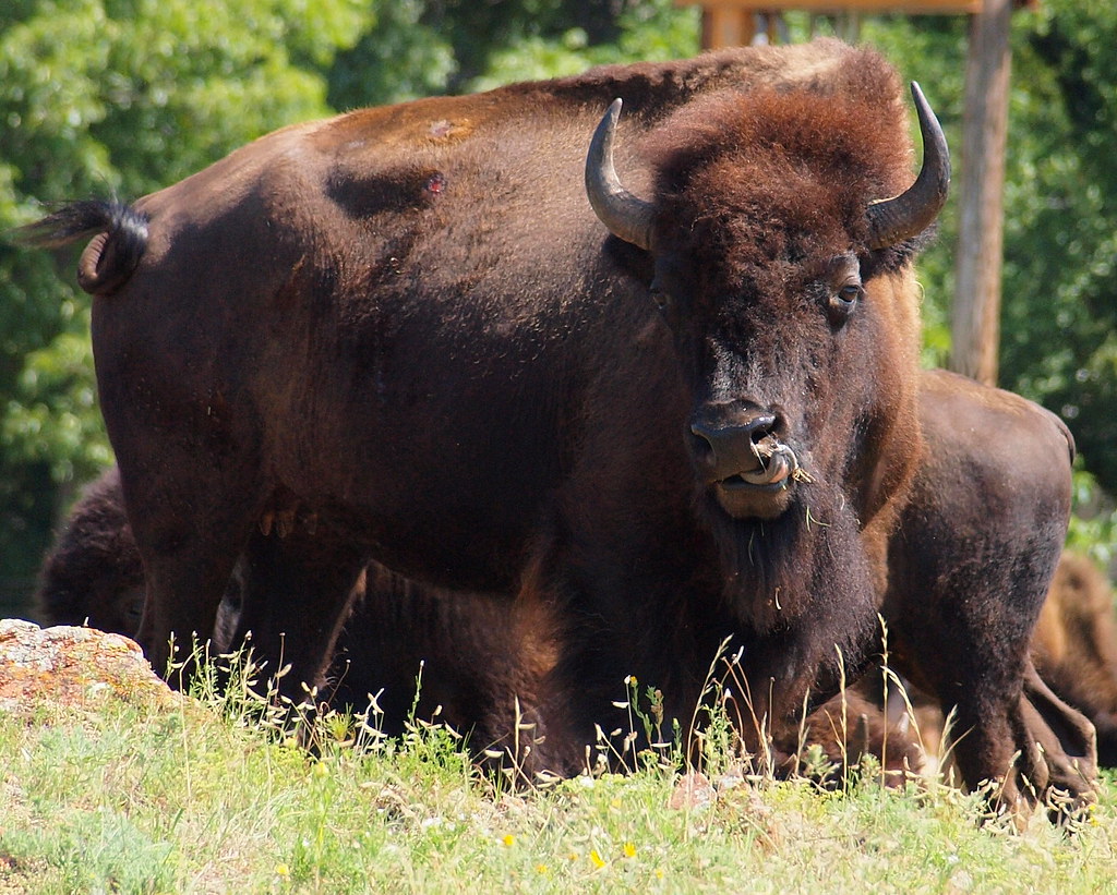 121 Bison Wichita Mountains Wildlife Refuge. Mickey Harkins Flickr