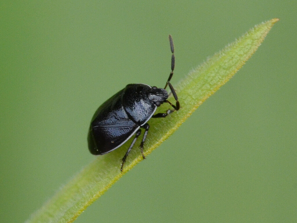 Whitemargined Burrower Bug (Sehirus cinctus) Jimmy Smith Flickr