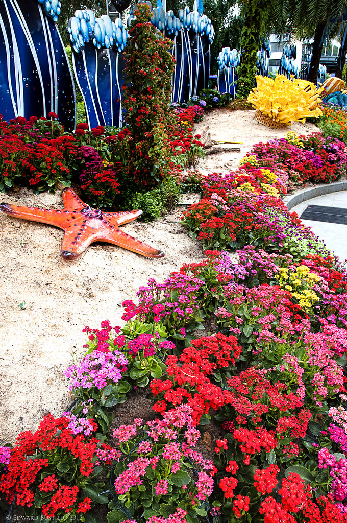 Singapore Flower Fest 2012 Sentosa zealedjen2011 Flickr