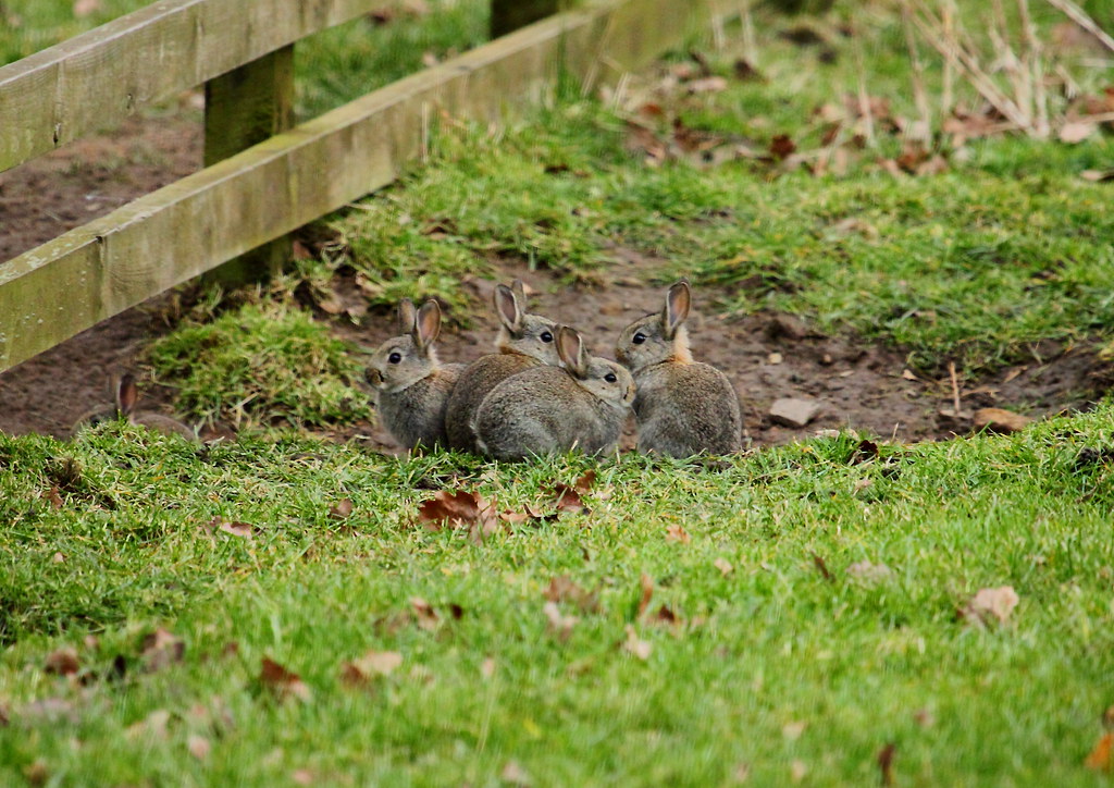 rabbits Rabbit Oryctolagus cuniculus Distribution