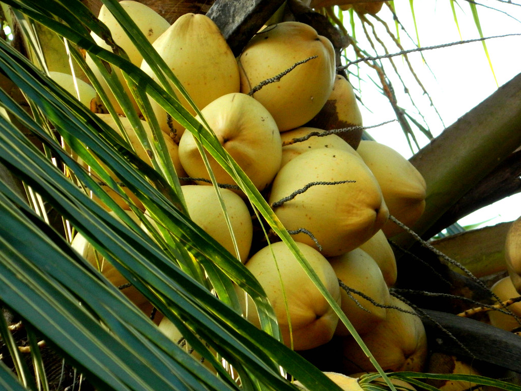 Kerala The land of coconut trees..! R lakshmi Flickr