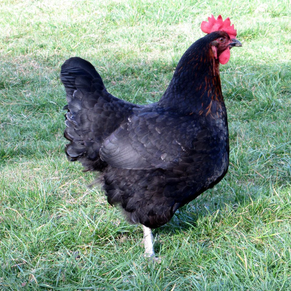 The chickens were getting bored in their run so we've had … Flickr