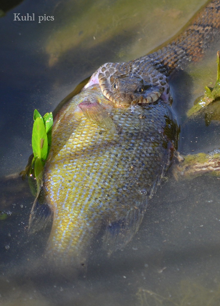 Open wide longview lake Missouri kccrawler2012 Flickr