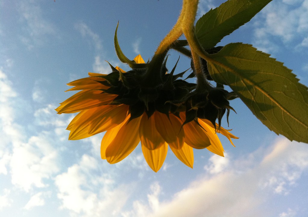 Sunflower Calgary, Alberta Emotional Affair Flickr