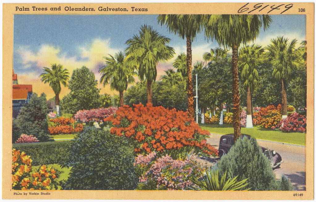 Palm trees and Oleanders, Galveston, Texas File name 06_1… Flickr