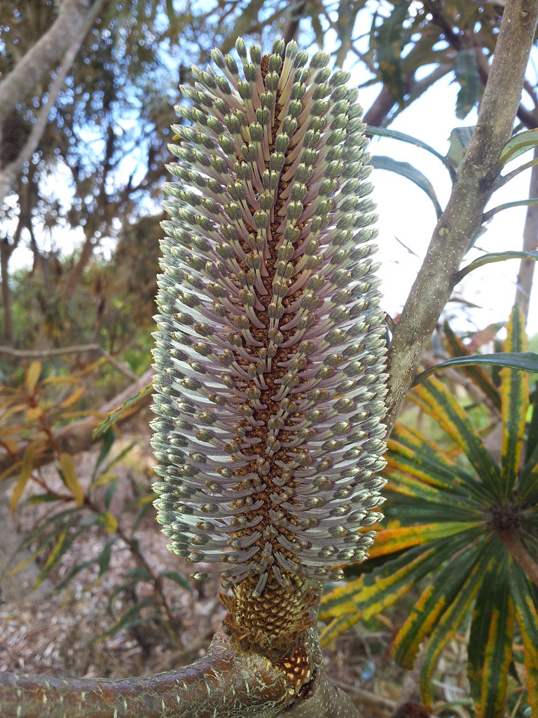 Banksia plagiocarpa Hinchinbrook Banksia. Buds See Main Im… Flickr