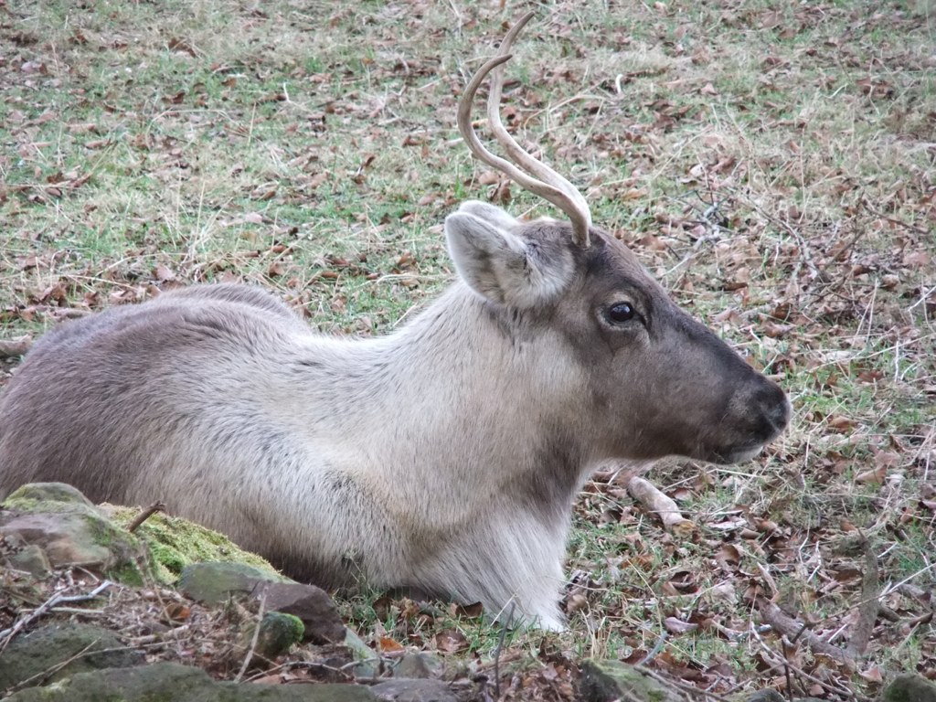 Reindeer The Scottish Deer Centre, Cupar, Fife, Scotland Flickr